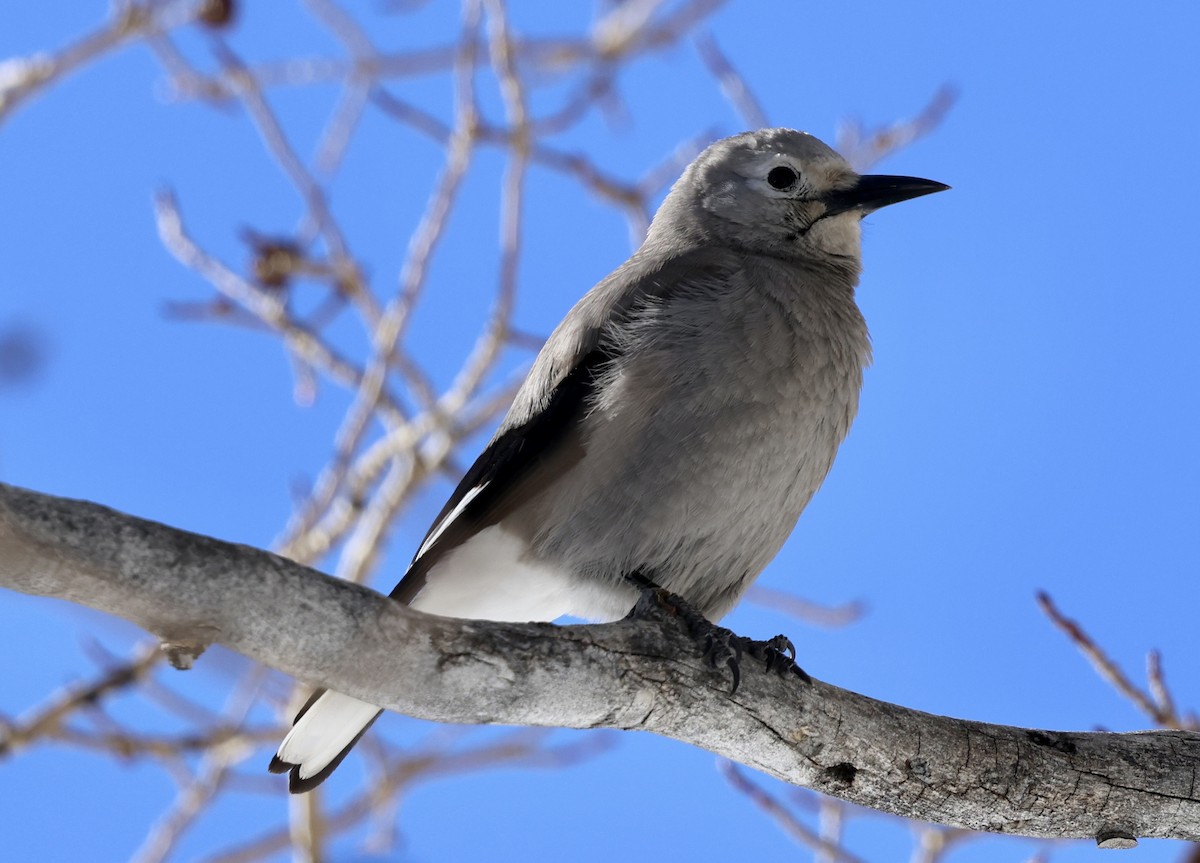 Cassenoix d'Amérique - ML647824267
