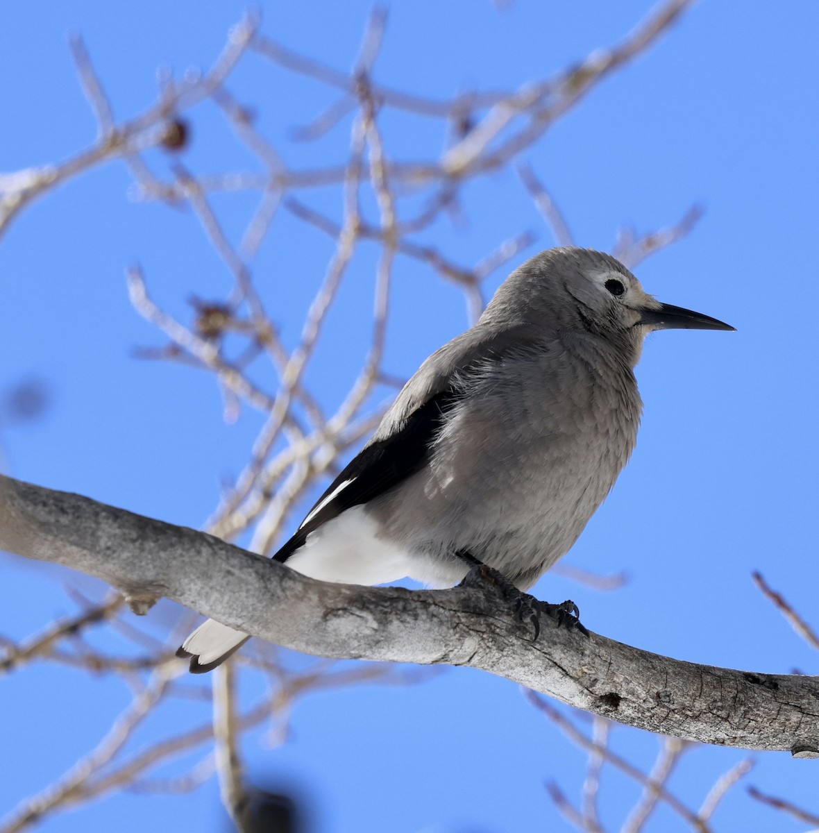 Cassenoix d'Amérique - ML647824268