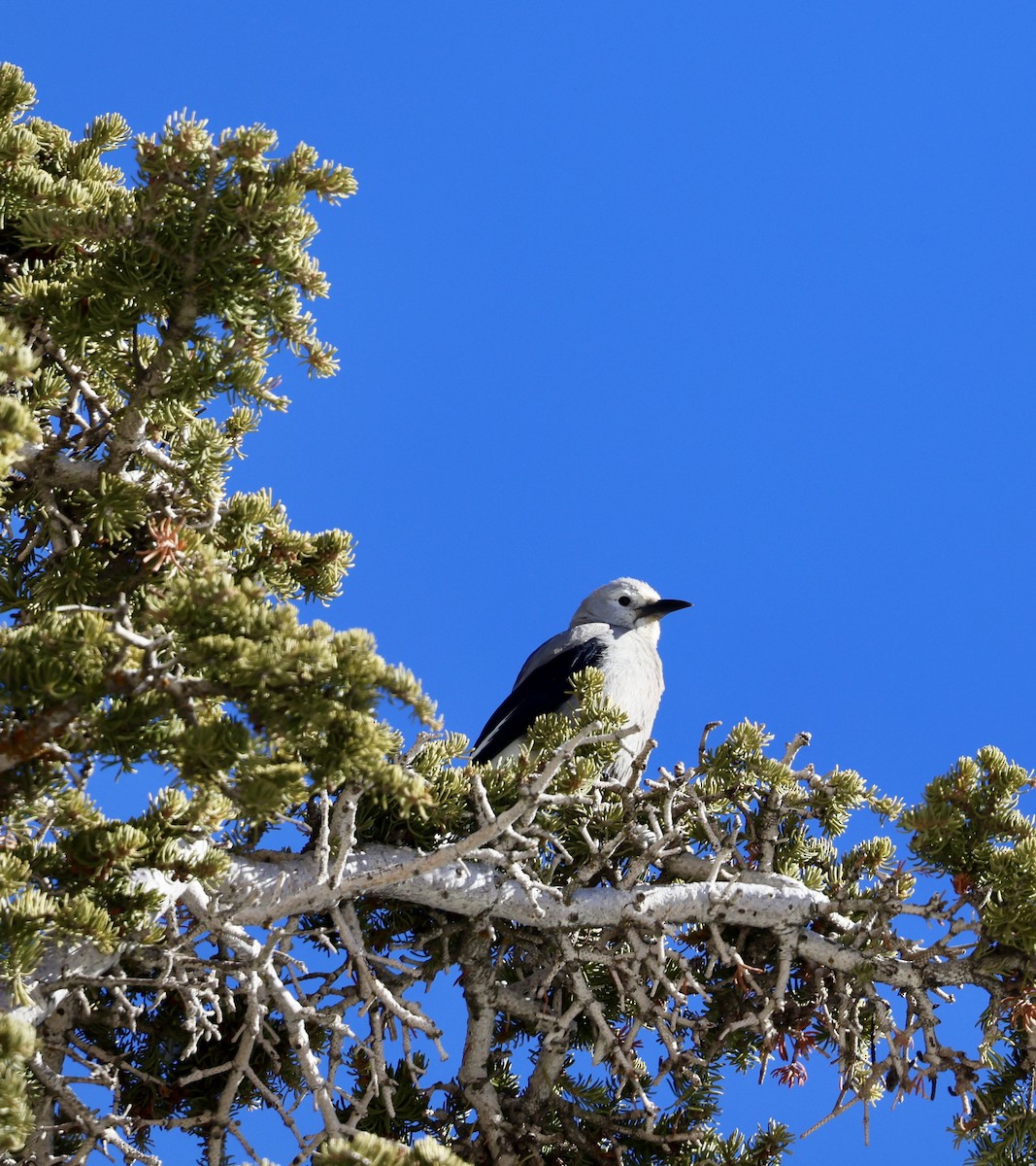 Cassenoix d'Amérique - ML647824269