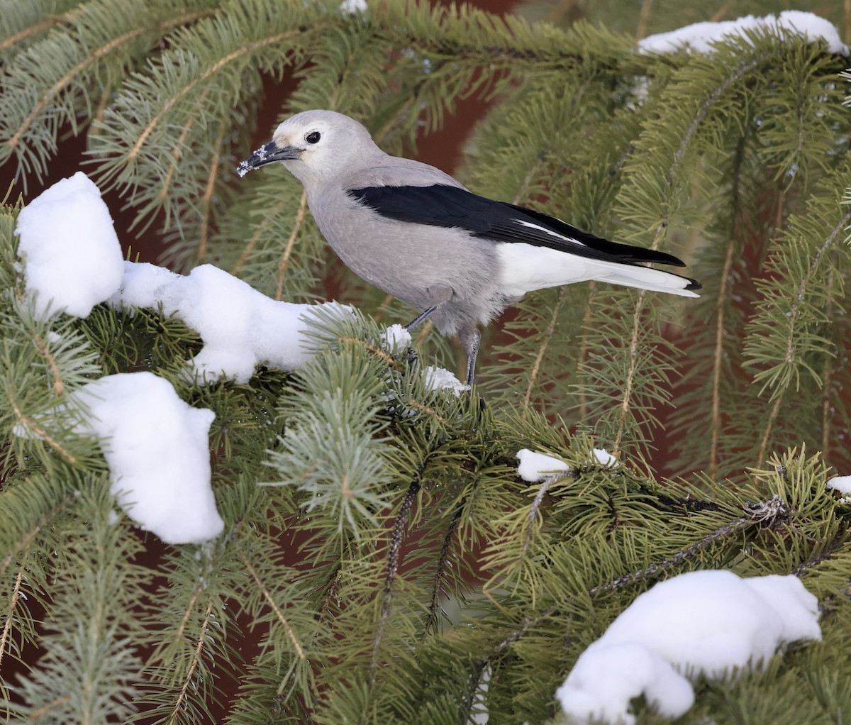Cassenoix d'Amérique - ML647824270