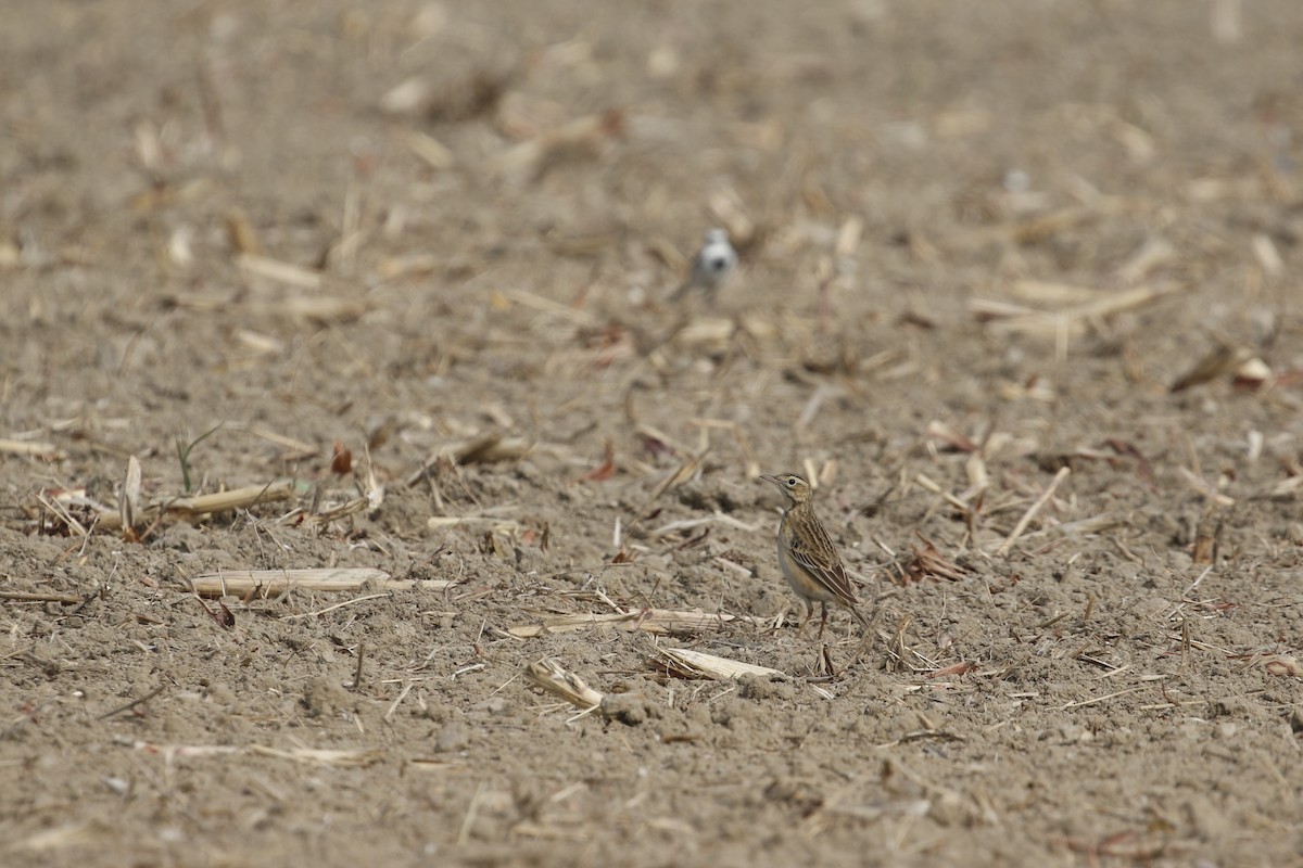 Степной конёк - ML647824275