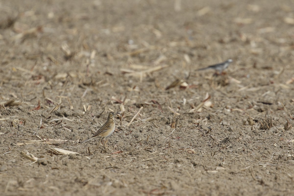 Степной конёк - ML647824276