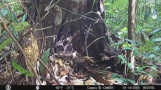 Corcovado Común - ML647824277