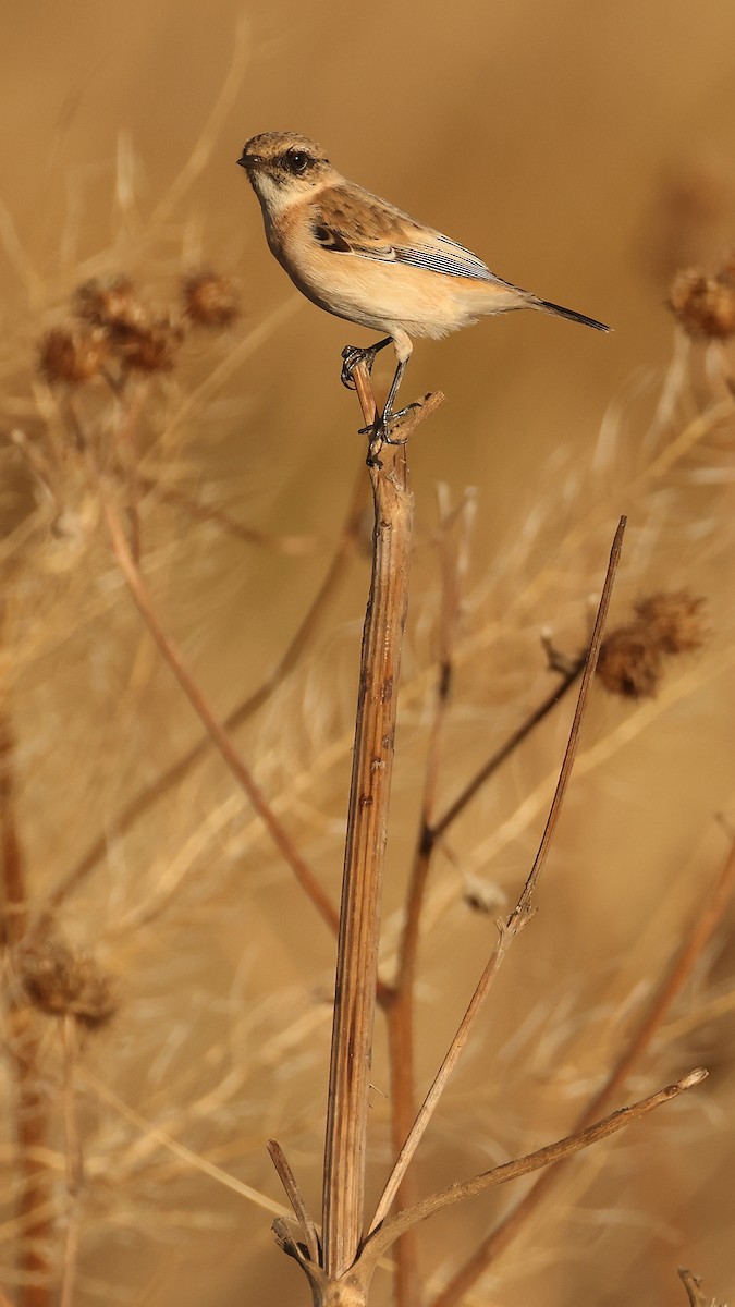 bramborníček sibiřský - ML647824285