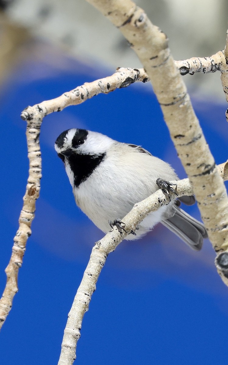 Mésange de Gambel - ML647824289