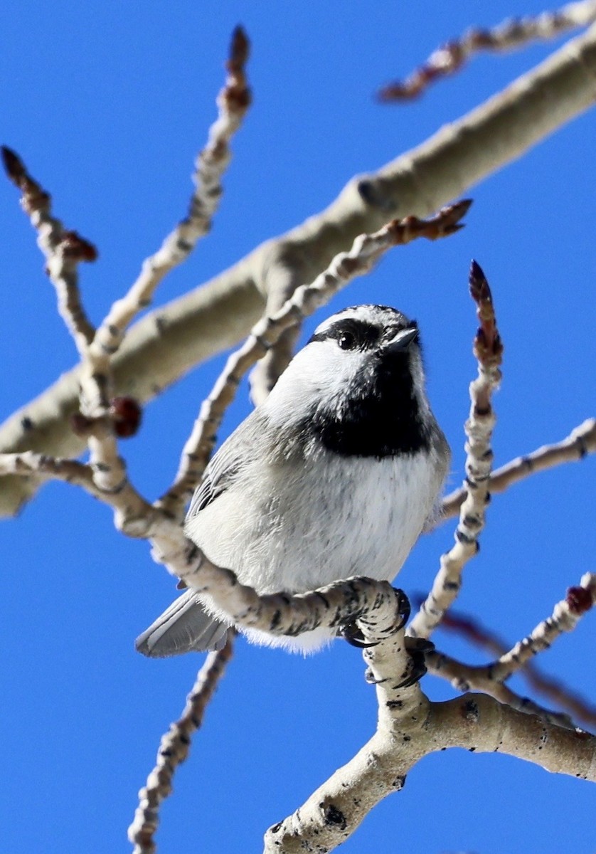 Mésange de Gambel - ML647824290