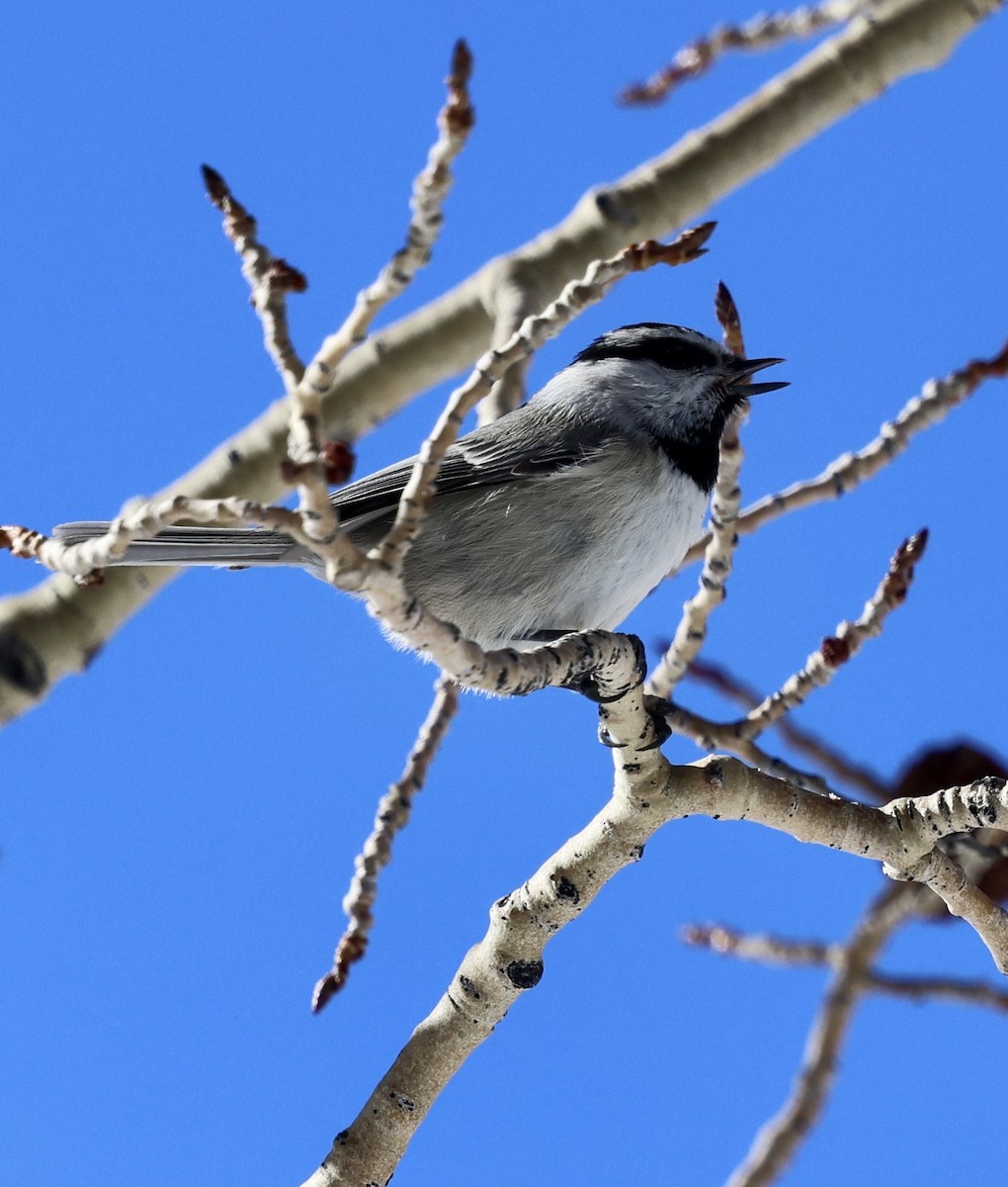 Mésange de Gambel - ML647824291