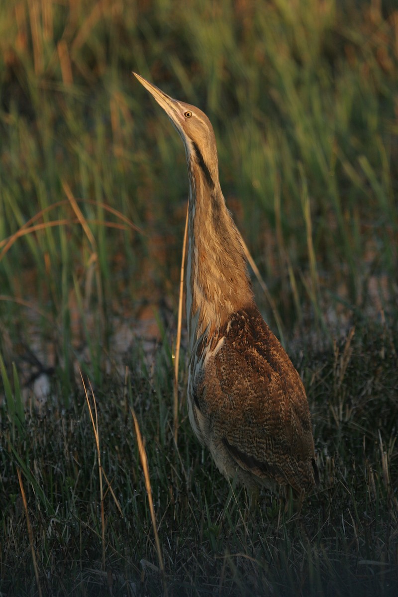 Бугай американський - ML647824294