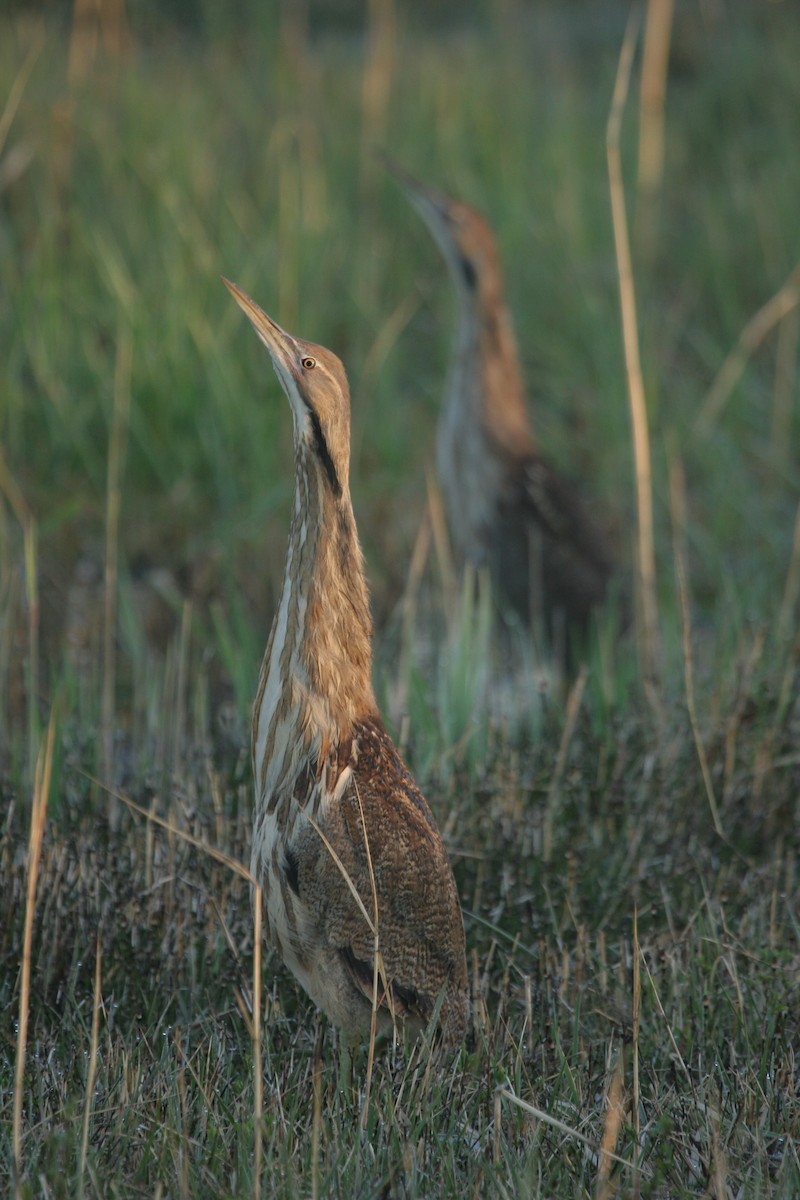 Бугай американський - ML647824295