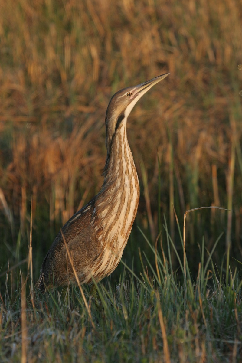 Бугай американський - ML647824300