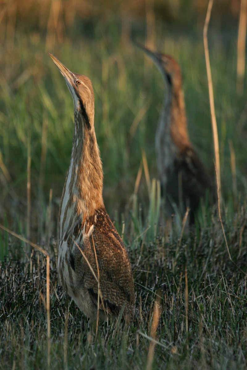 Бугай американський - ML647824301