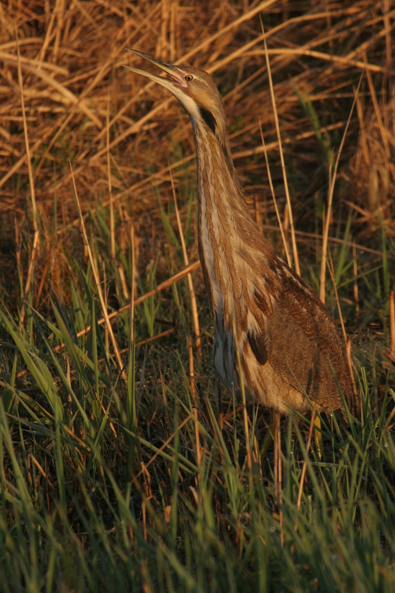 Бугай американський - ML647824302