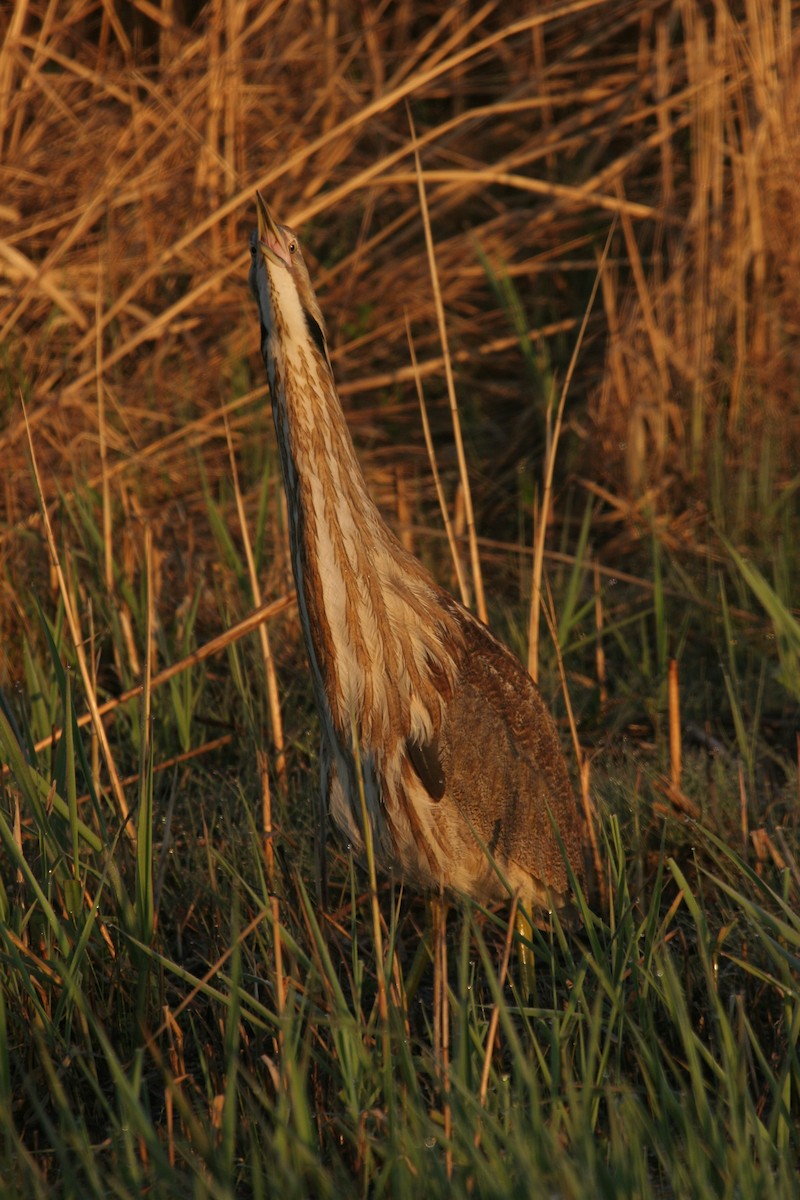 Бугай американський - ML647824303
