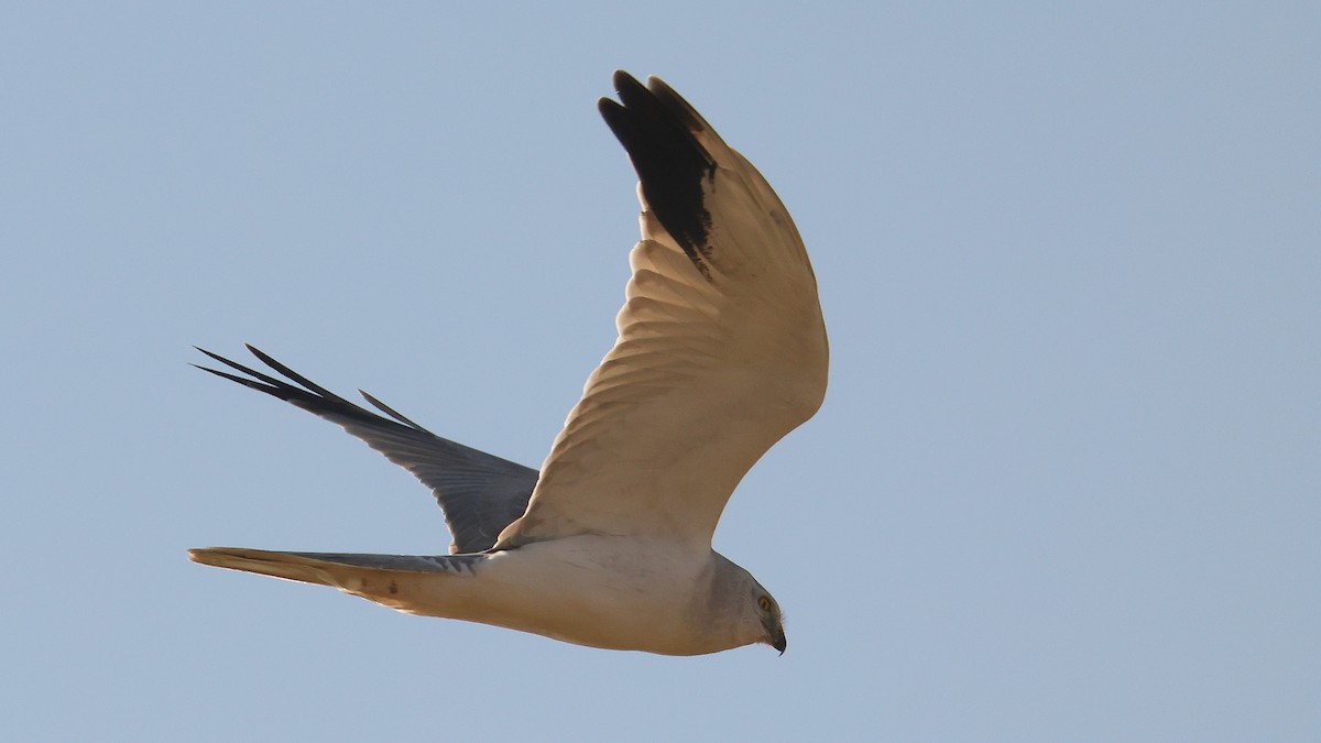 Aguilucho Papialbo - ML647824310