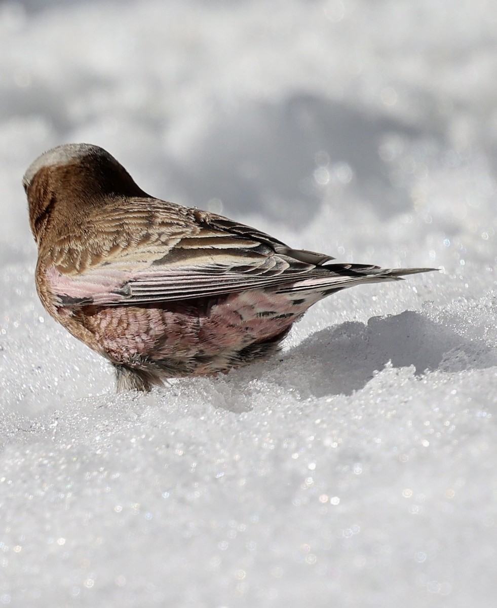 Roselin à tête grise (groupe tephrocotis) - ML647824317