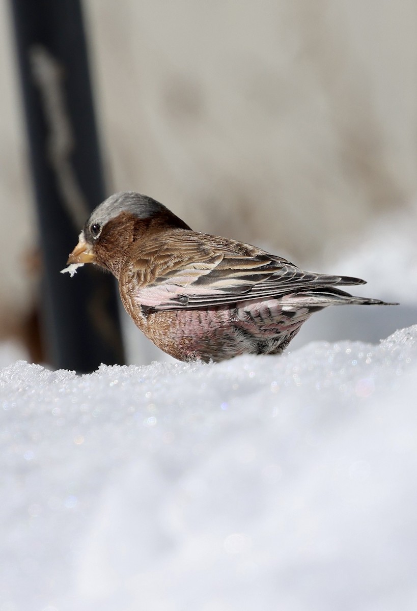 Gray-crowned Rosy-Finch (Gray-crowned) - ML647824318