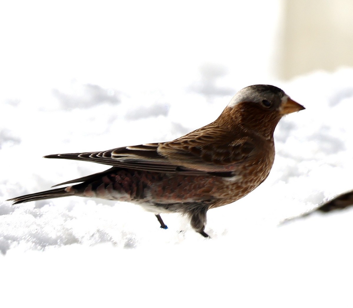 Roselin à tête grise (groupe tephrocotis) - ML647824319