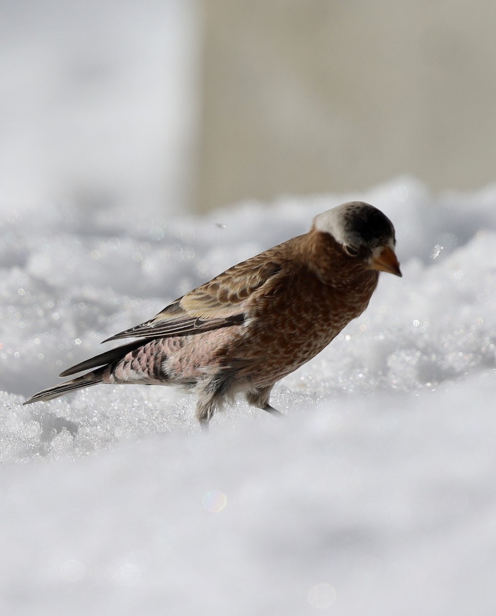 Roselin à tête grise (groupe tephrocotis) - ML647824320