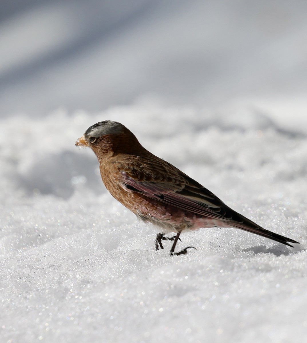 Roselin à tête grise (groupe tephrocotis) - ML647824321
