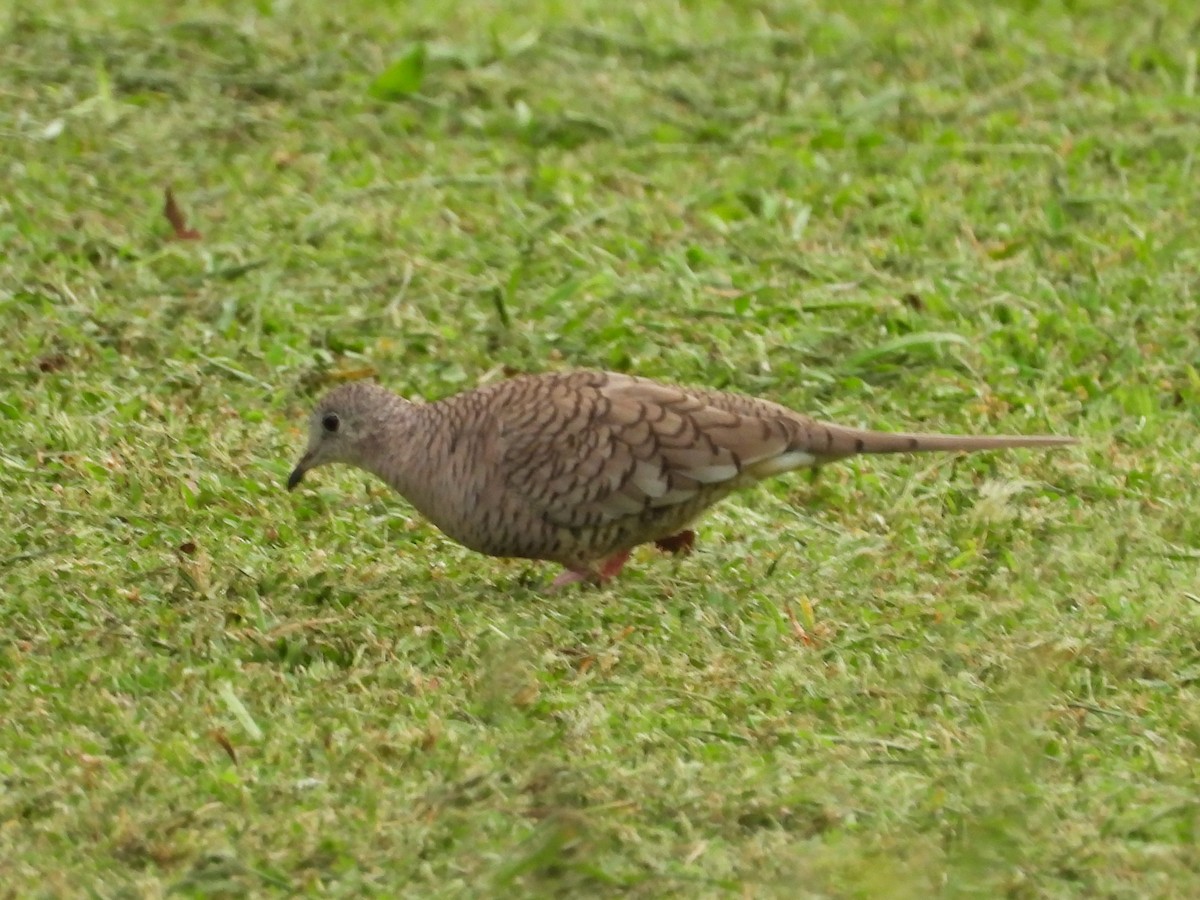 Inca Dove - ML647824338