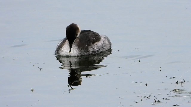 Zampullín Cuellinegro - ML647824343