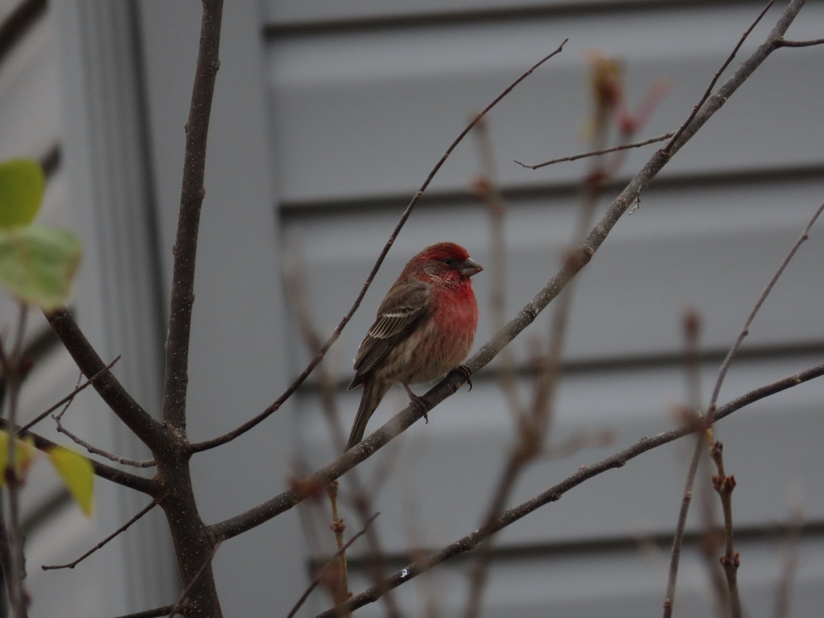 House Finch - ML647824352