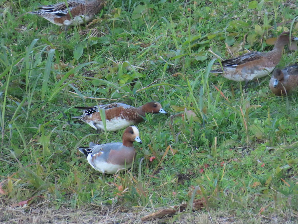 Eurasian Wigeon - ML647824375