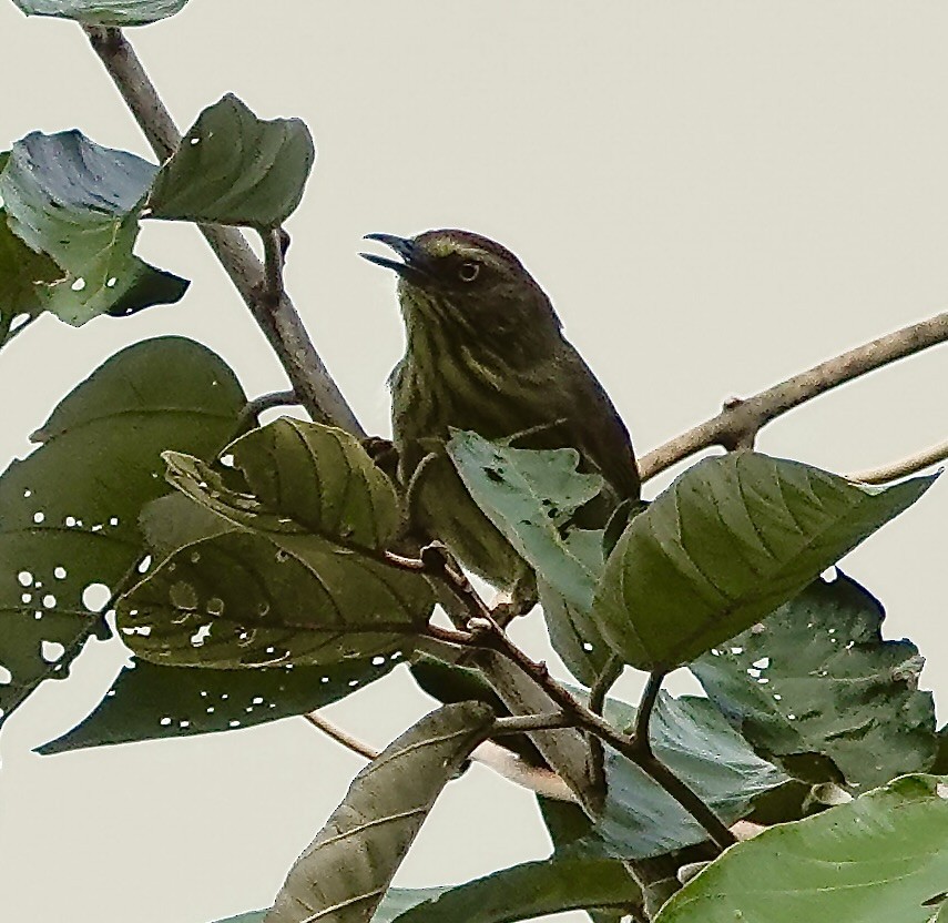 Pin-striped Tit-Babbler - ML647824377