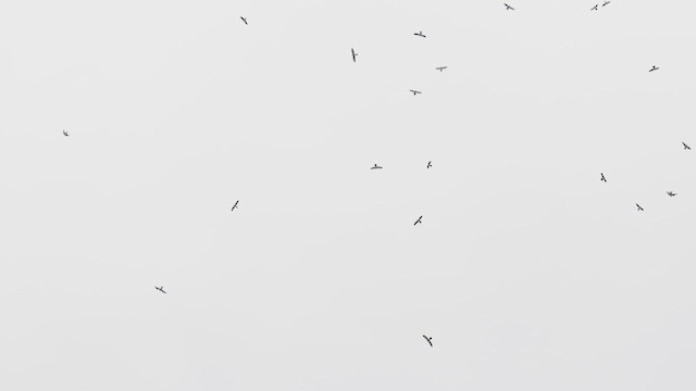 Elanio del Misisipi - ML647824380