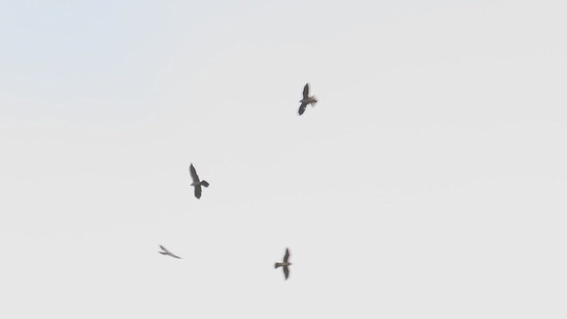 Elanio del Misisipi - ML647824381