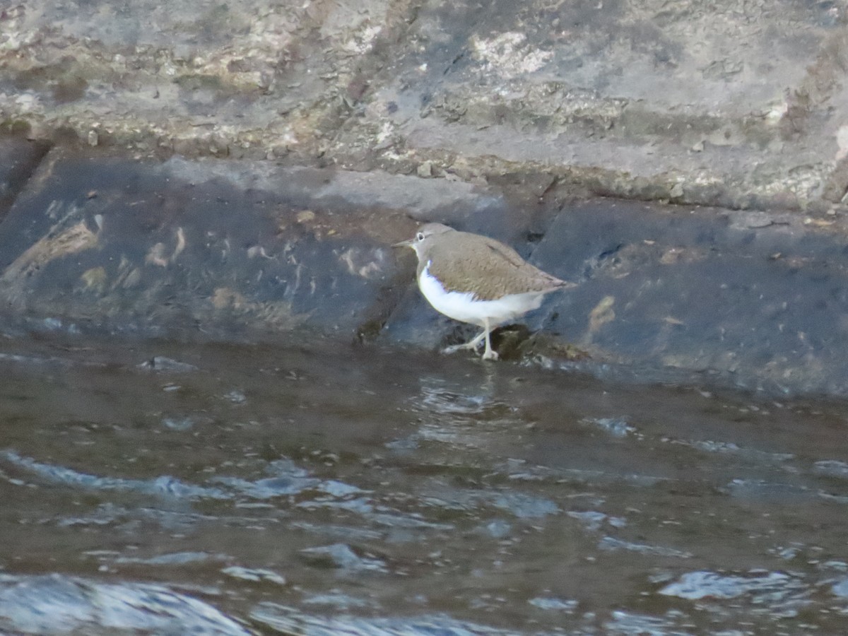 Common Sandpiper - ML647824385
