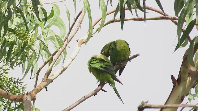 Aratinga Frentinaranja - ML647824395