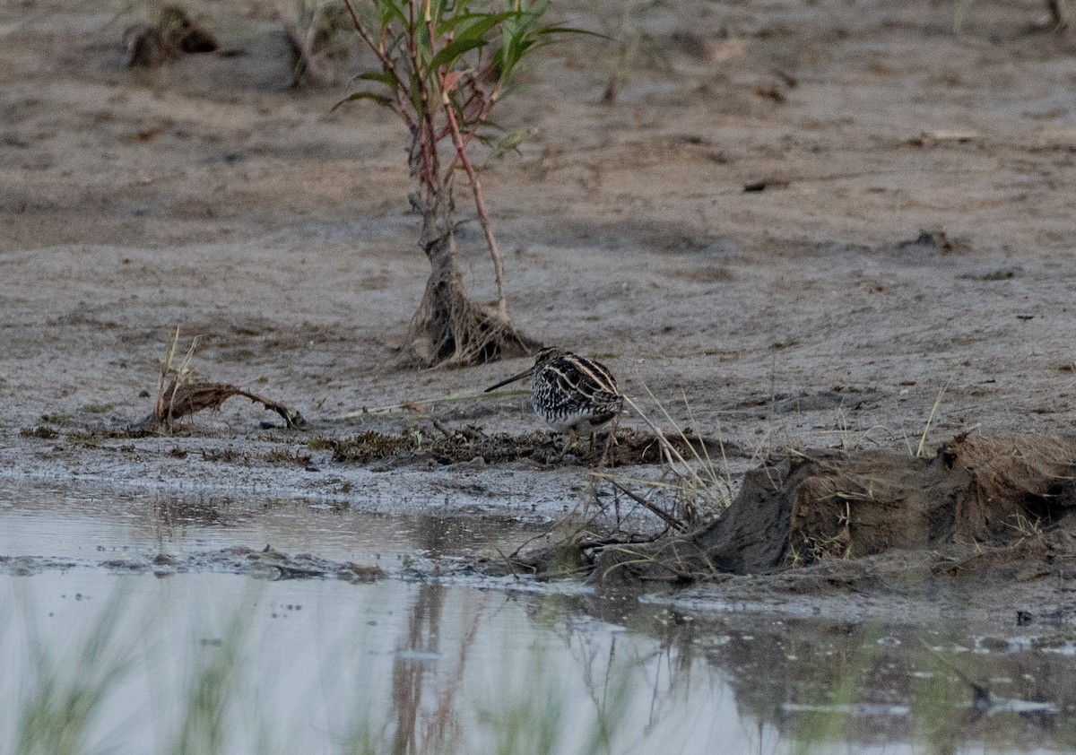 חרטומית ביצות - ML647824400
