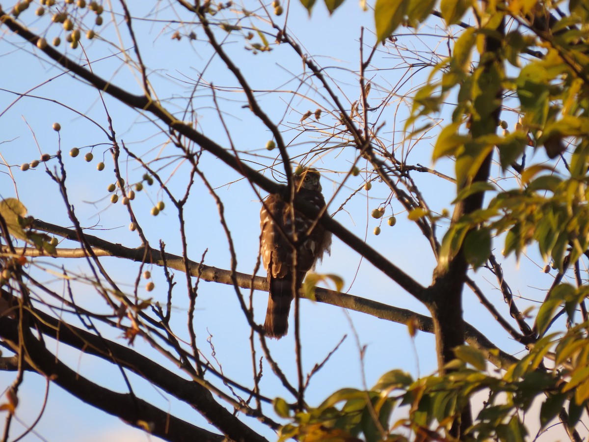 Eurasian Sparrowhawk - ML647824402