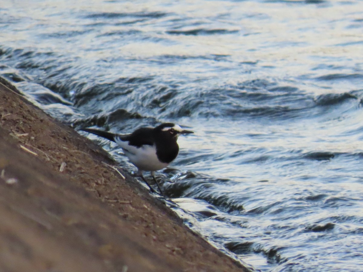 Japanese Wagtail - ML647824416