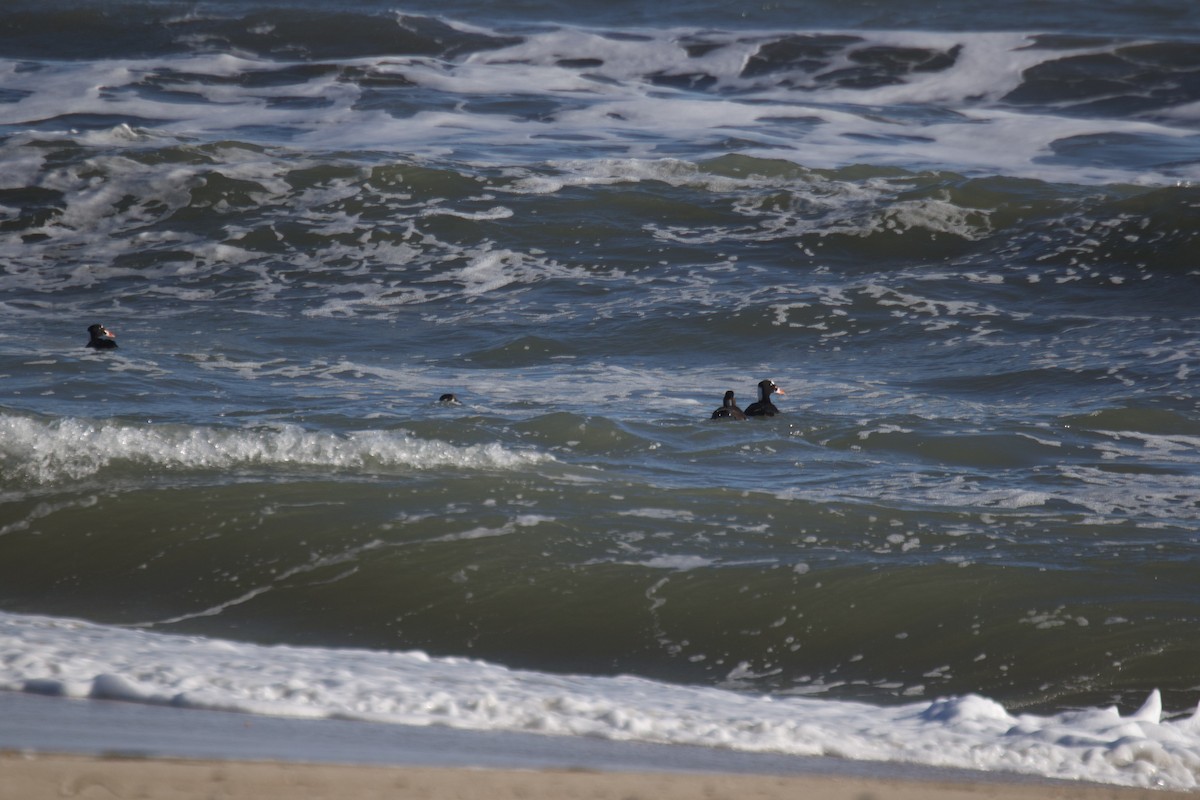 Пестроносый турпан - ML647824432