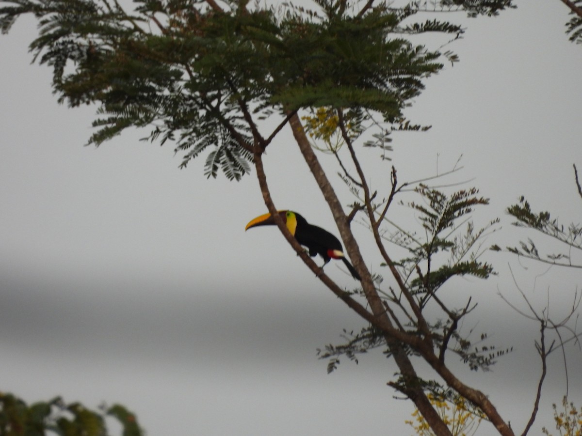 Желтогорлый тукан - ML647824433