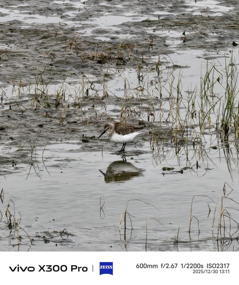 Чернозобик - ML647824436