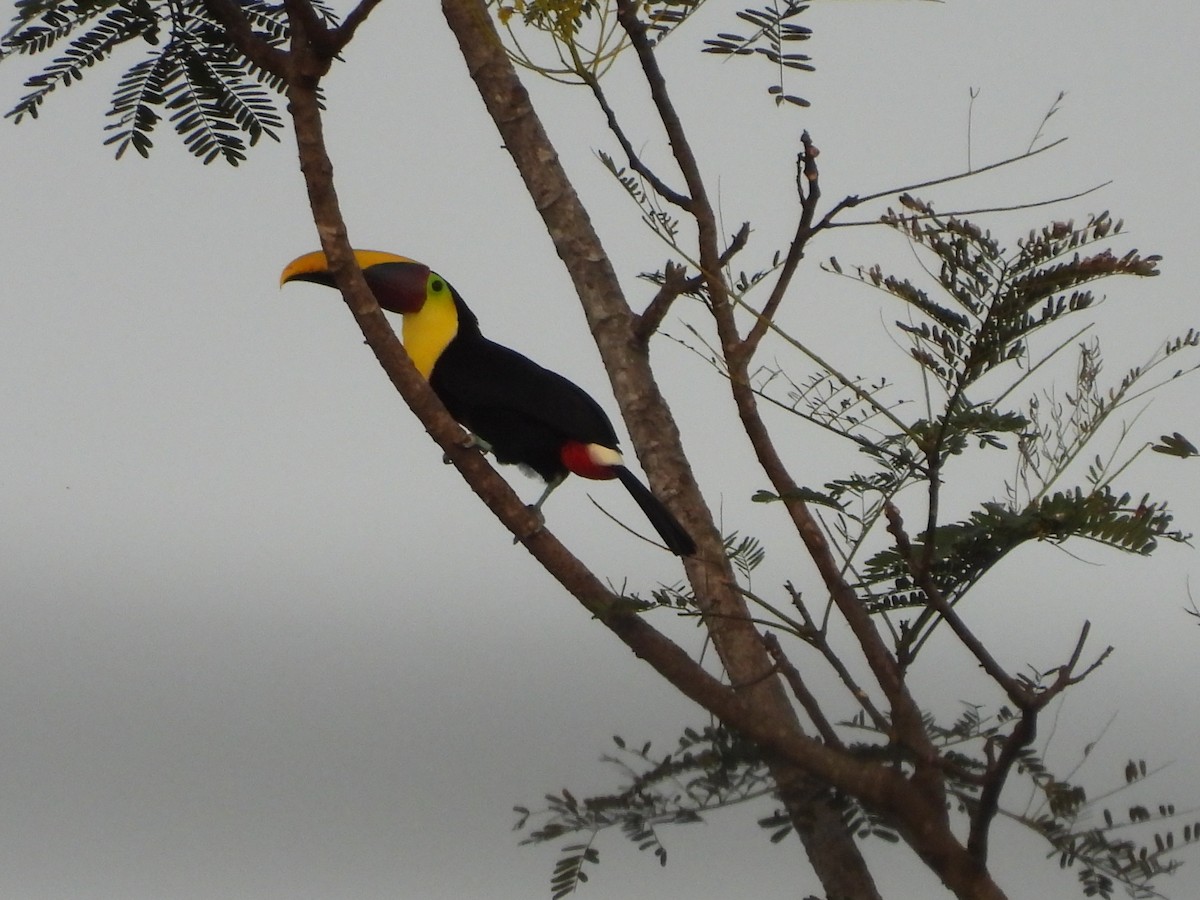 Желтогорлый тукан - ML647824438