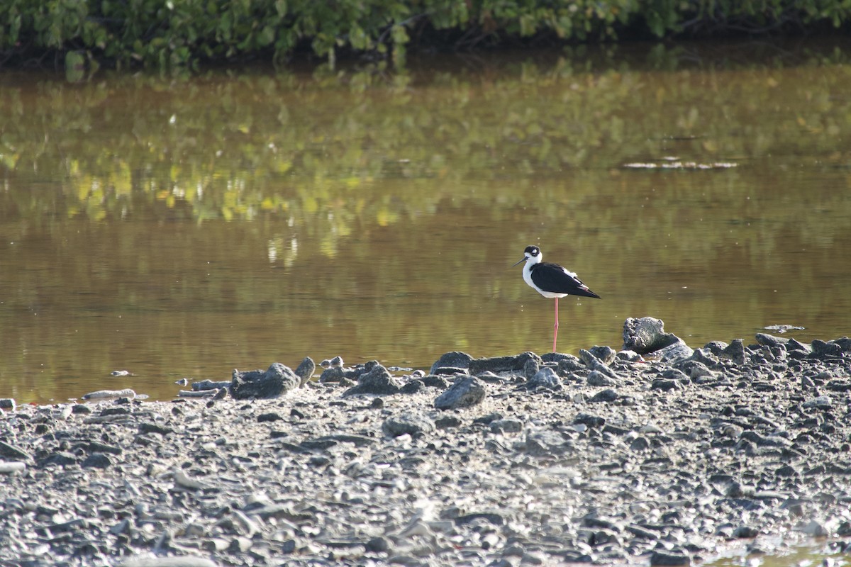 Американский ходулочник - ML647824439