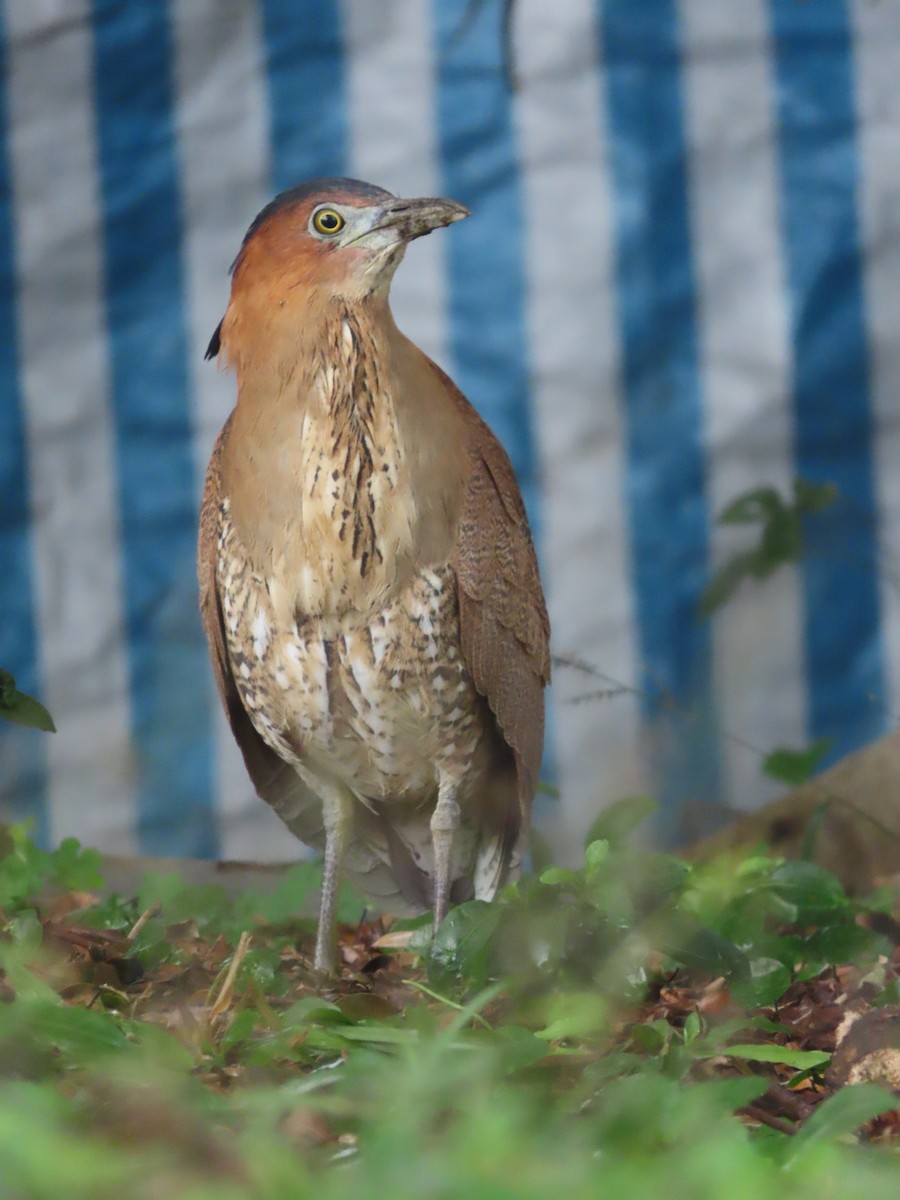 Чернохохлая кваква - ML647824441