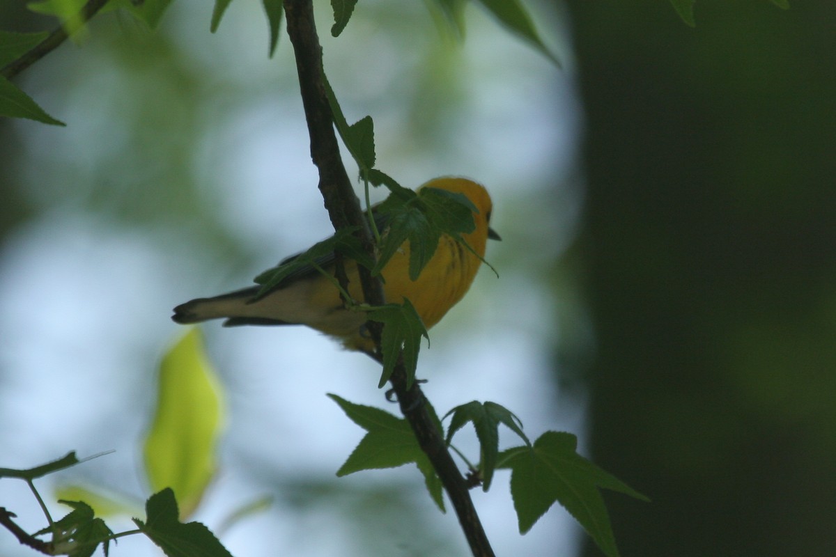 Лимонная червеедка - ML647824442