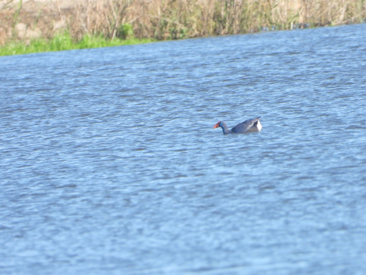 Султанка - ML647824443