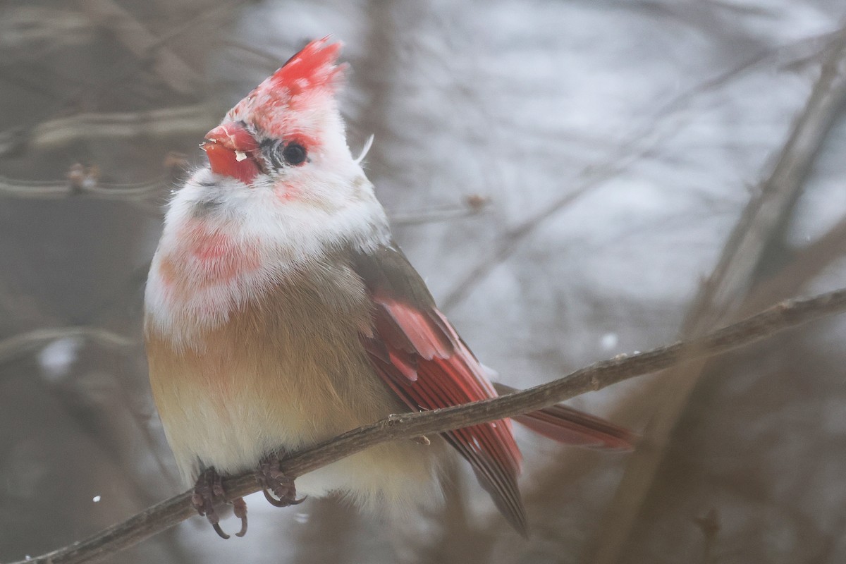 Красный кардинал - ML647824447