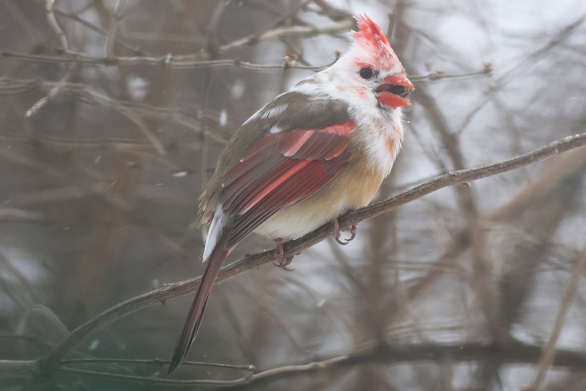 Красный кардинал - ML647824448