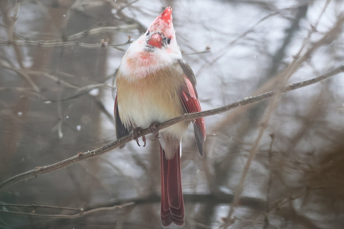 Красный кардинал - ML647824449