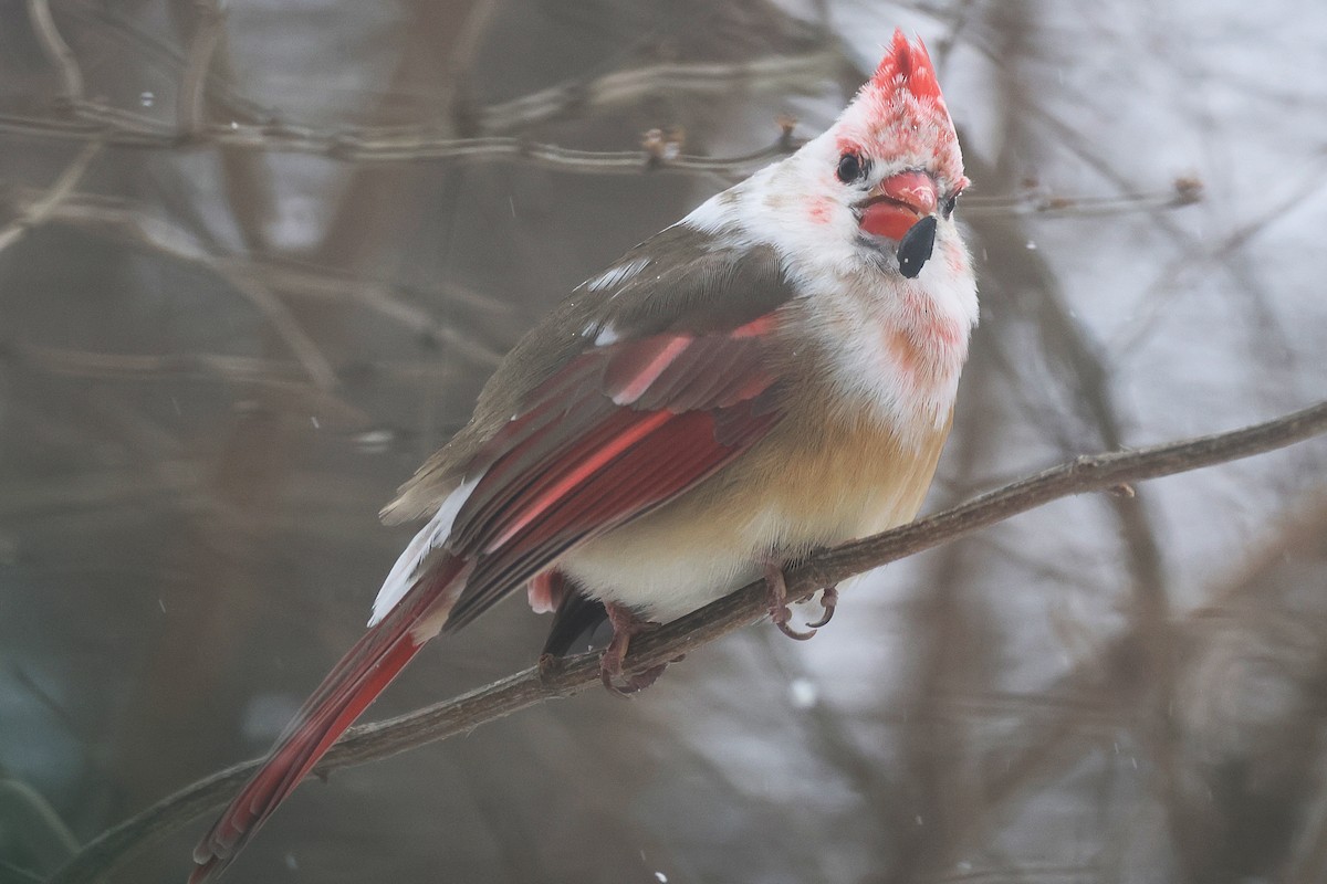 Красный кардинал - ML647824450