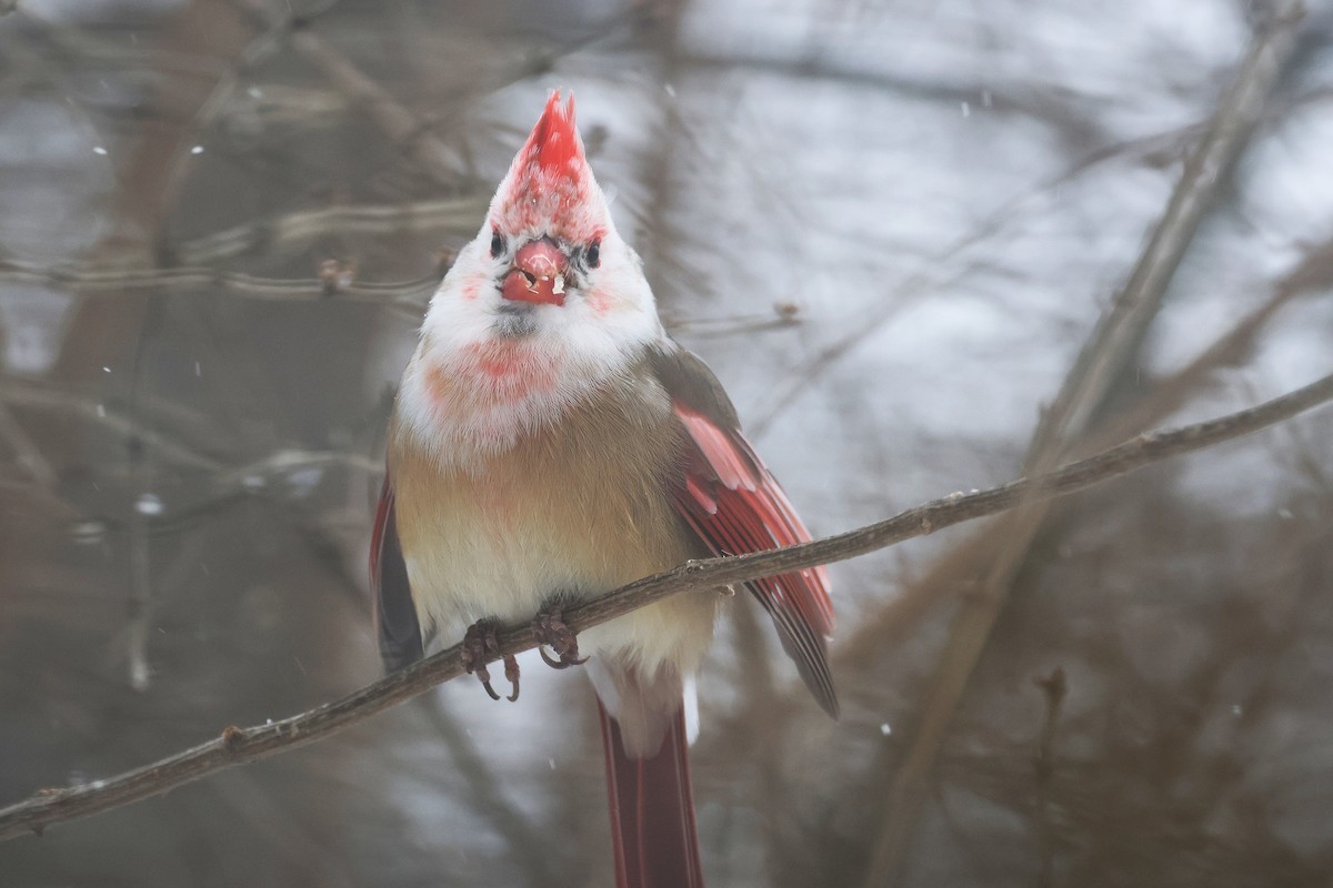 Красный кардинал - ML647824452