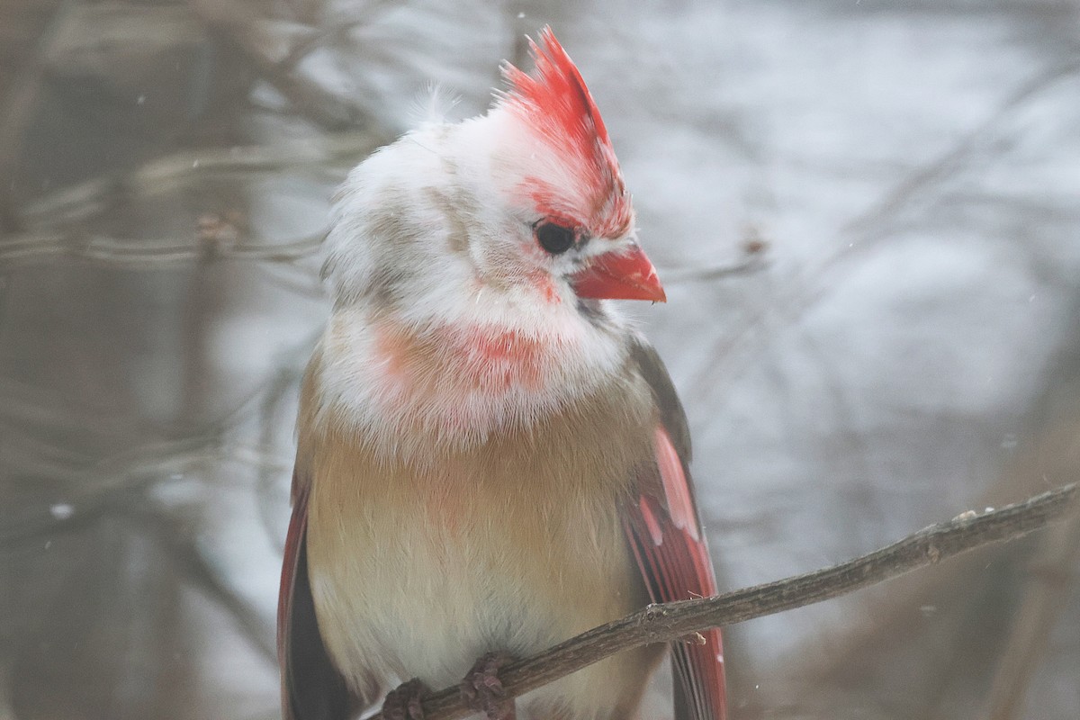 Красный кардинал - ML647824454