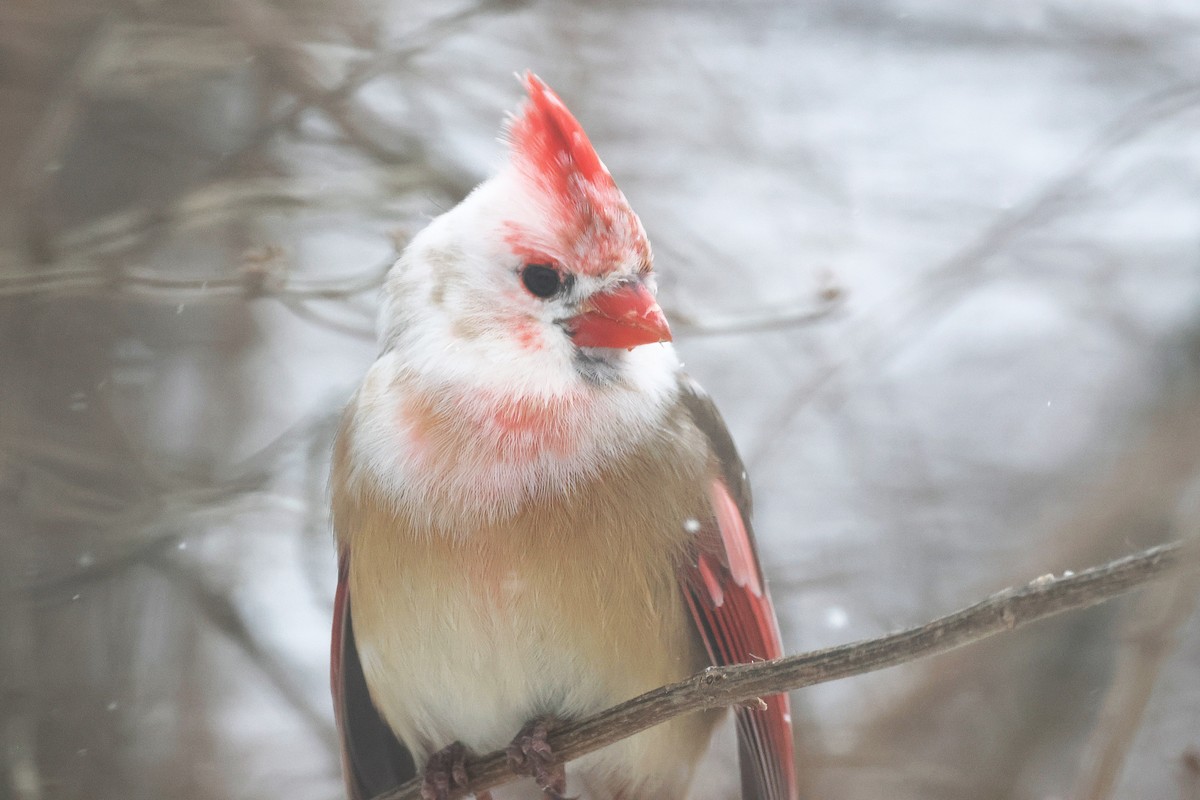 Красный кардинал - ML647824455